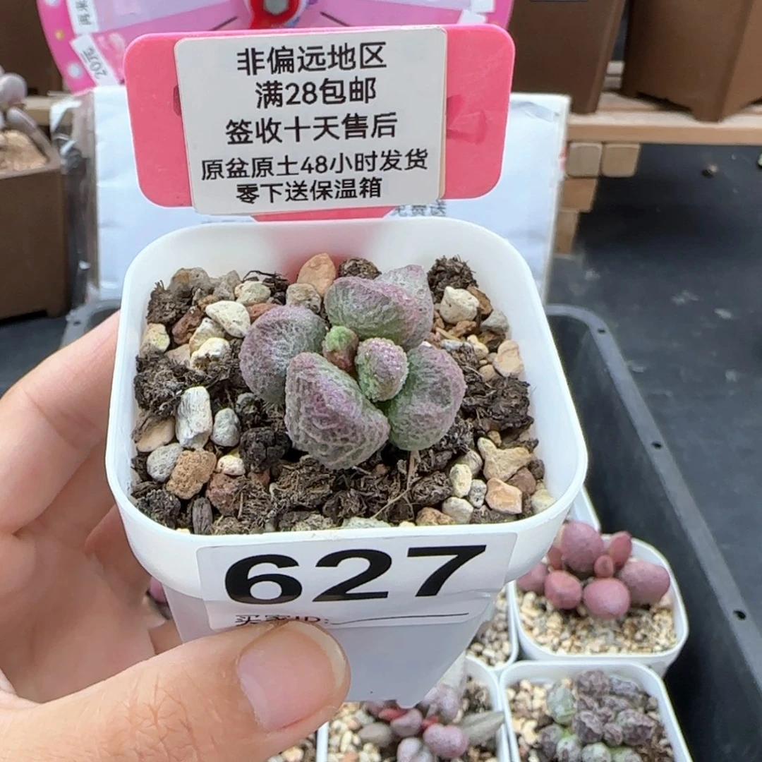 627巨猪宝多肉植物