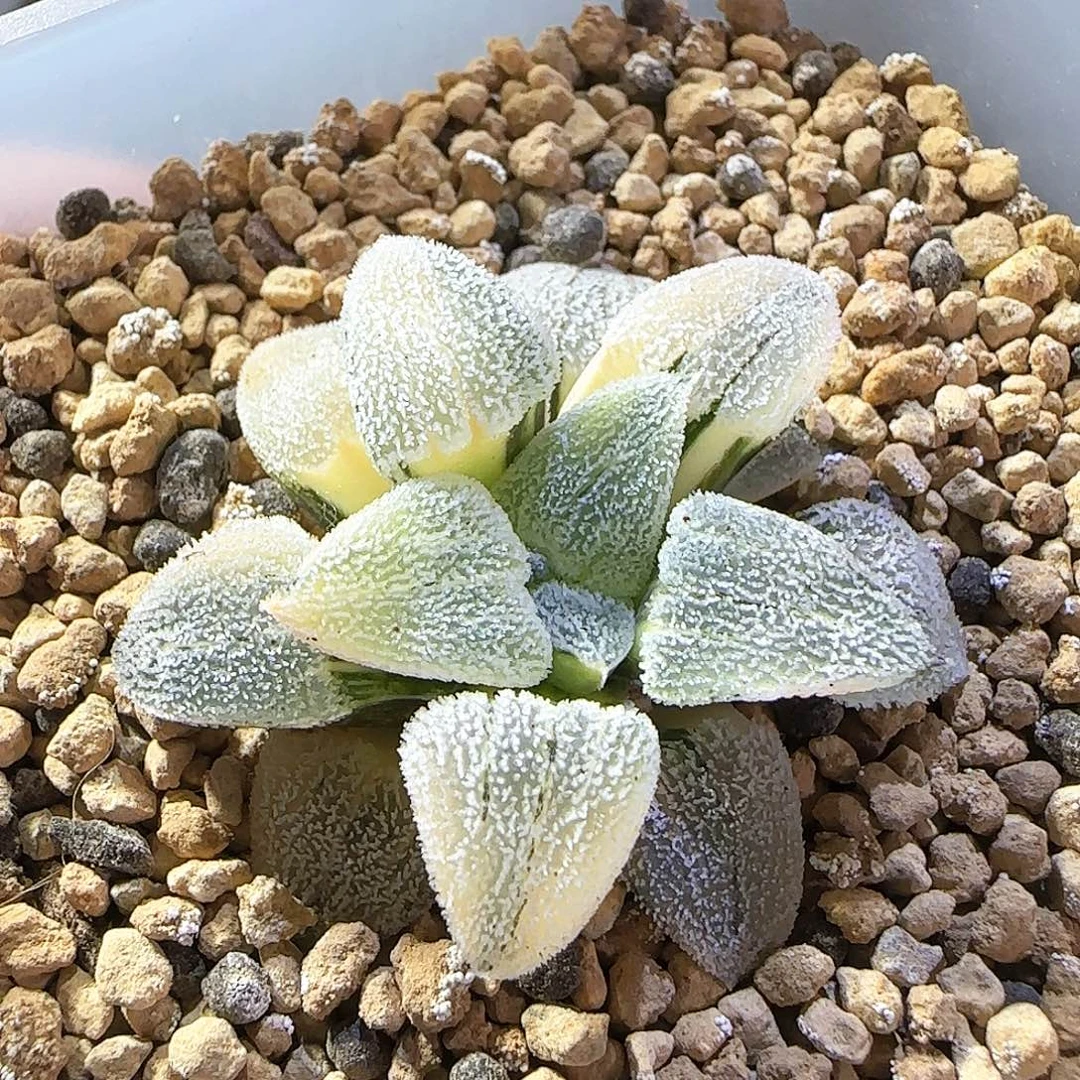 470号特白磨面锦一物一拍带盆土