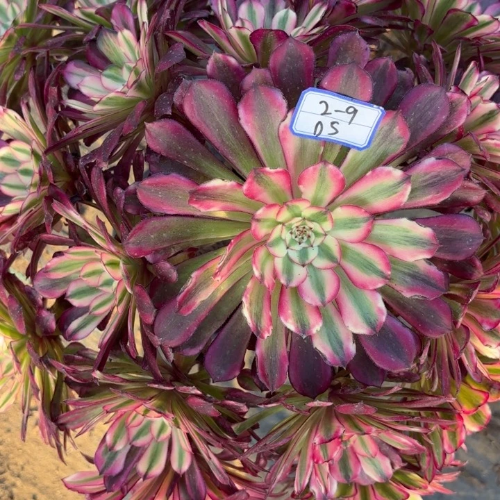 兔***艳兔兔铜壶白多肉断枝不包5