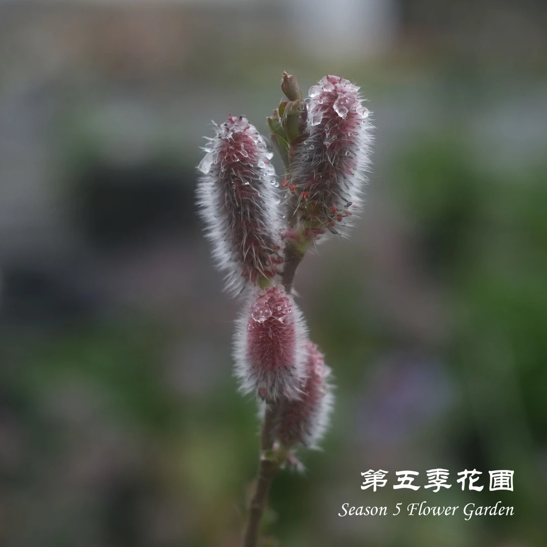 第五季花圃 红花猫柳‘阿苏山’多年生耐寒耐热落叶灌木植物 盆栽苗