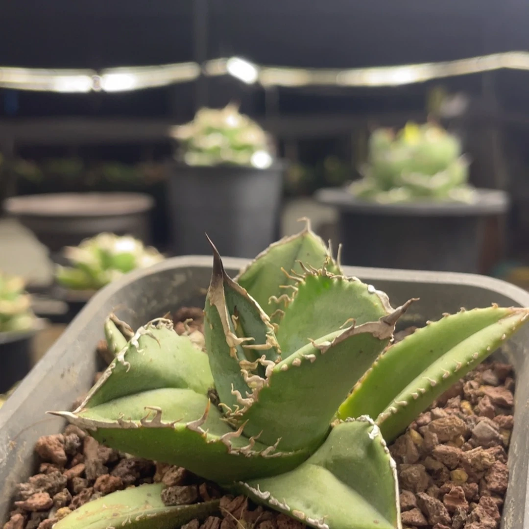 【闪购商品】圆叶鳄龟。