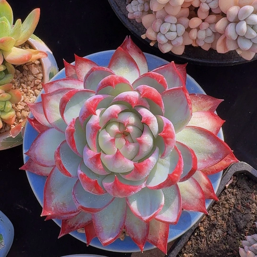 惊鸿仙子多肉一物一拍