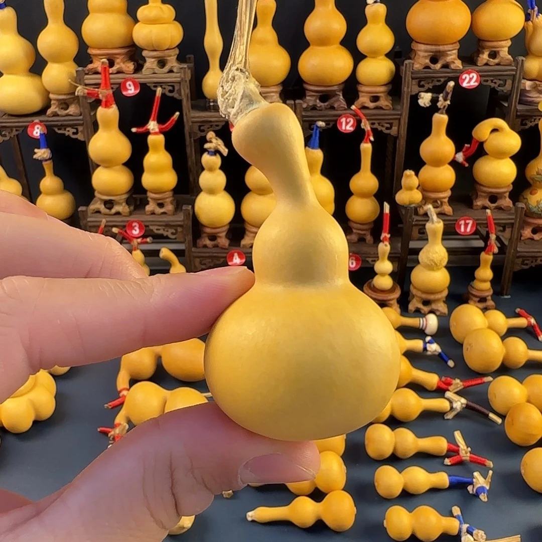 2号弯喇叭嘴稳坐铁皮三七肚满籽