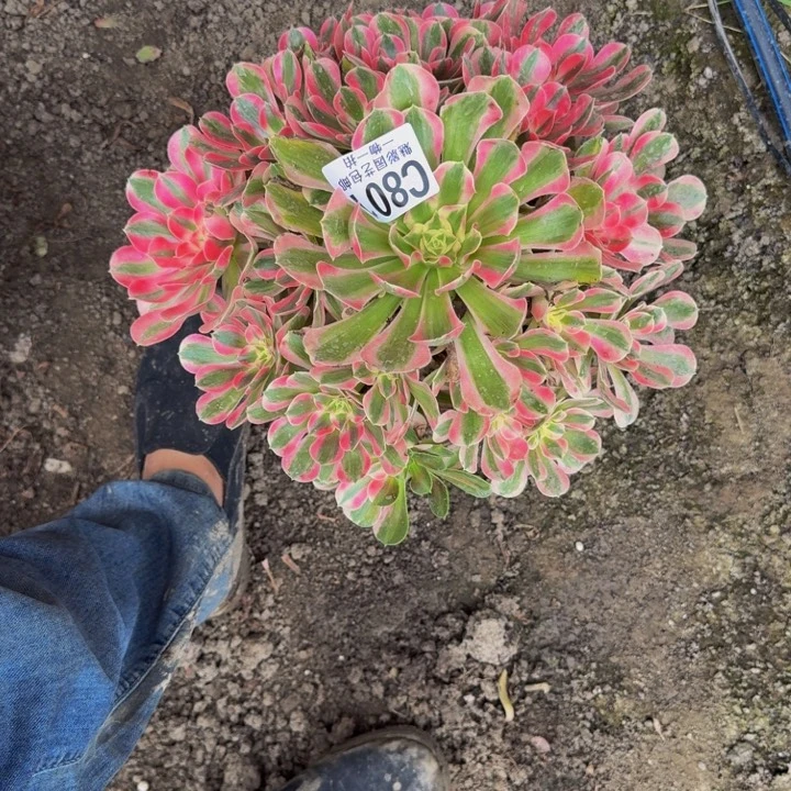 初恋法师25-43包邮花花