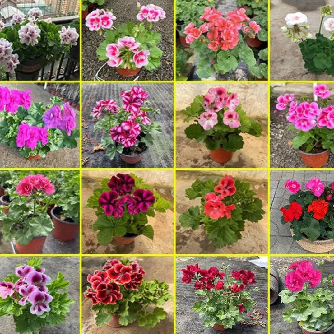 蝴蝶梅大花天竺葵盆栽带花发货四季开花适用于阳台庭院室内