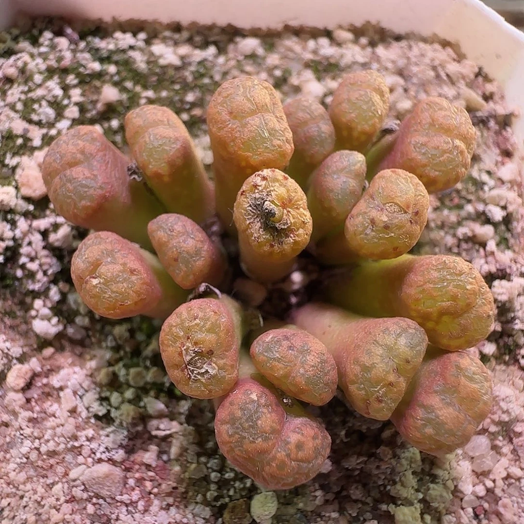 黄体火柴勋章。  424