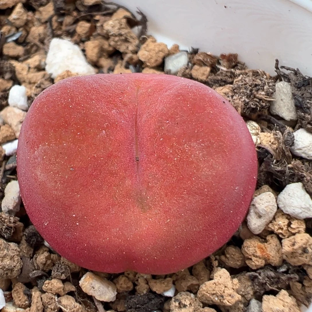 175多肉植物水蜜桃