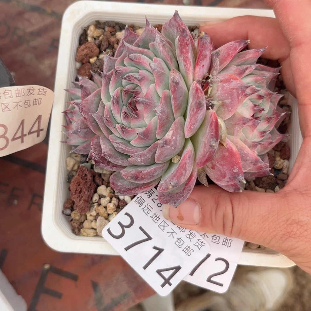 大3714:、xv c b vb j n