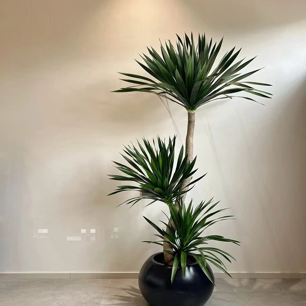 龙血树直播间一物一拍链接