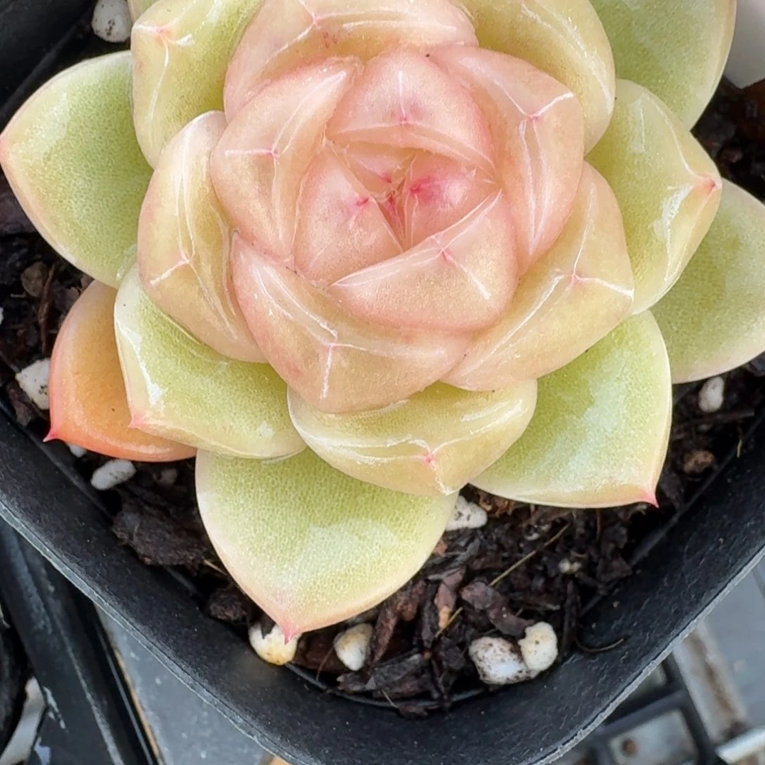 0104-22-30系颗混单头一颗