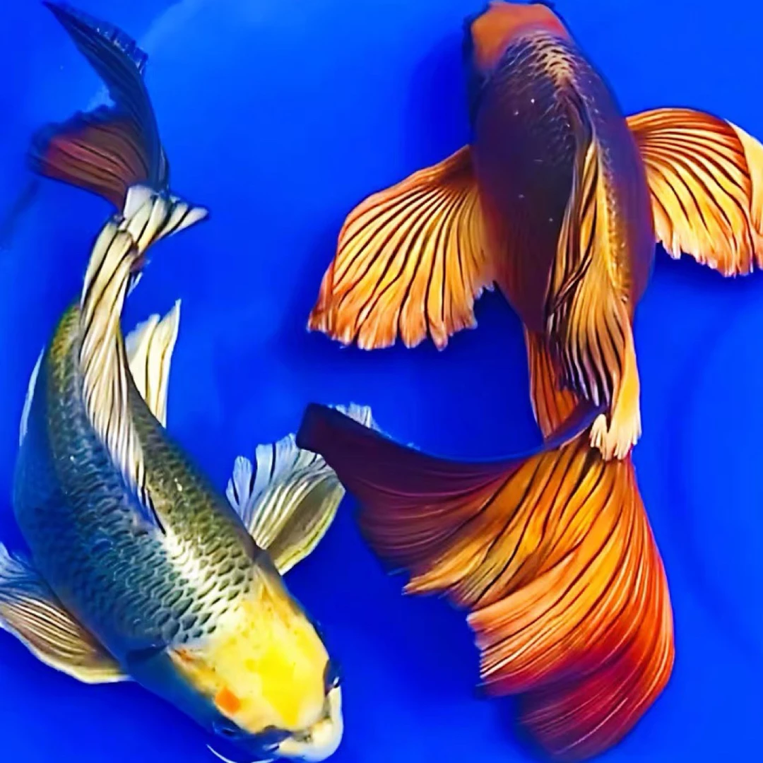 直播间选鱼一物一拍现场搭配五彩蝴蝶鲤冷水鱼耐活好养包邮包损