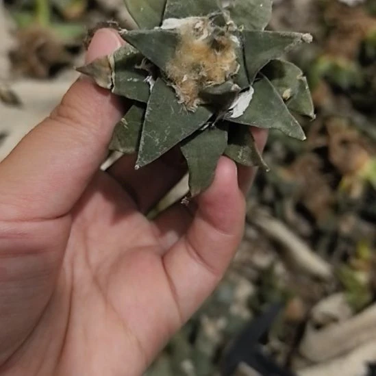 一物一拍,有叶损实生仙人球