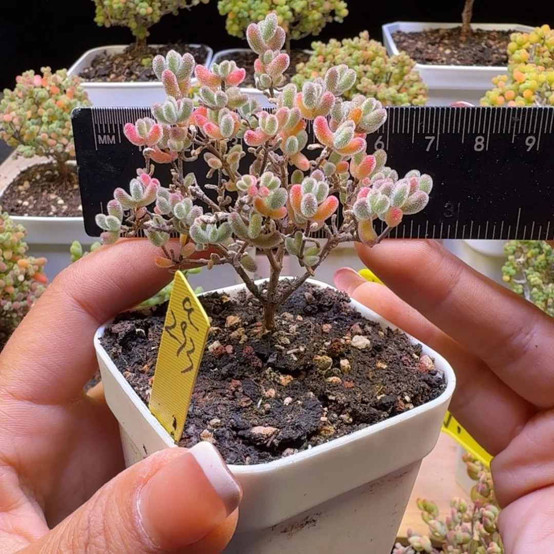 兀***自a293号冰晶冠服6厘米左右