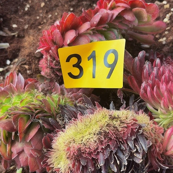 多肉植物福利319