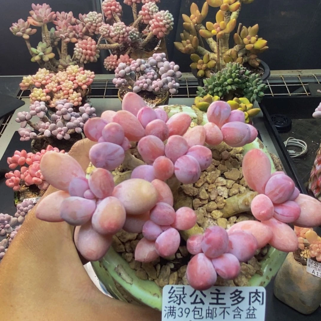 387香水手指奶多肉8c m