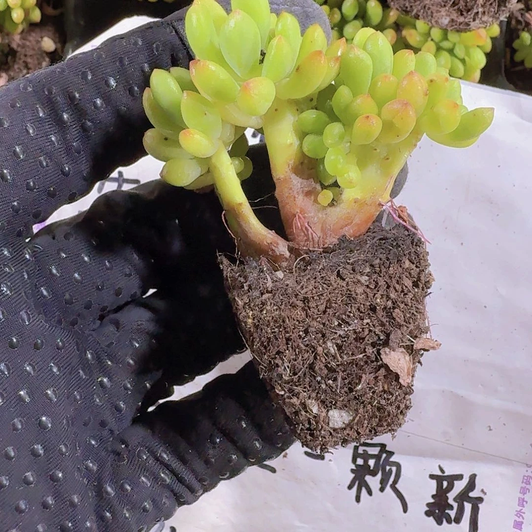 精品乙女心多肉植物