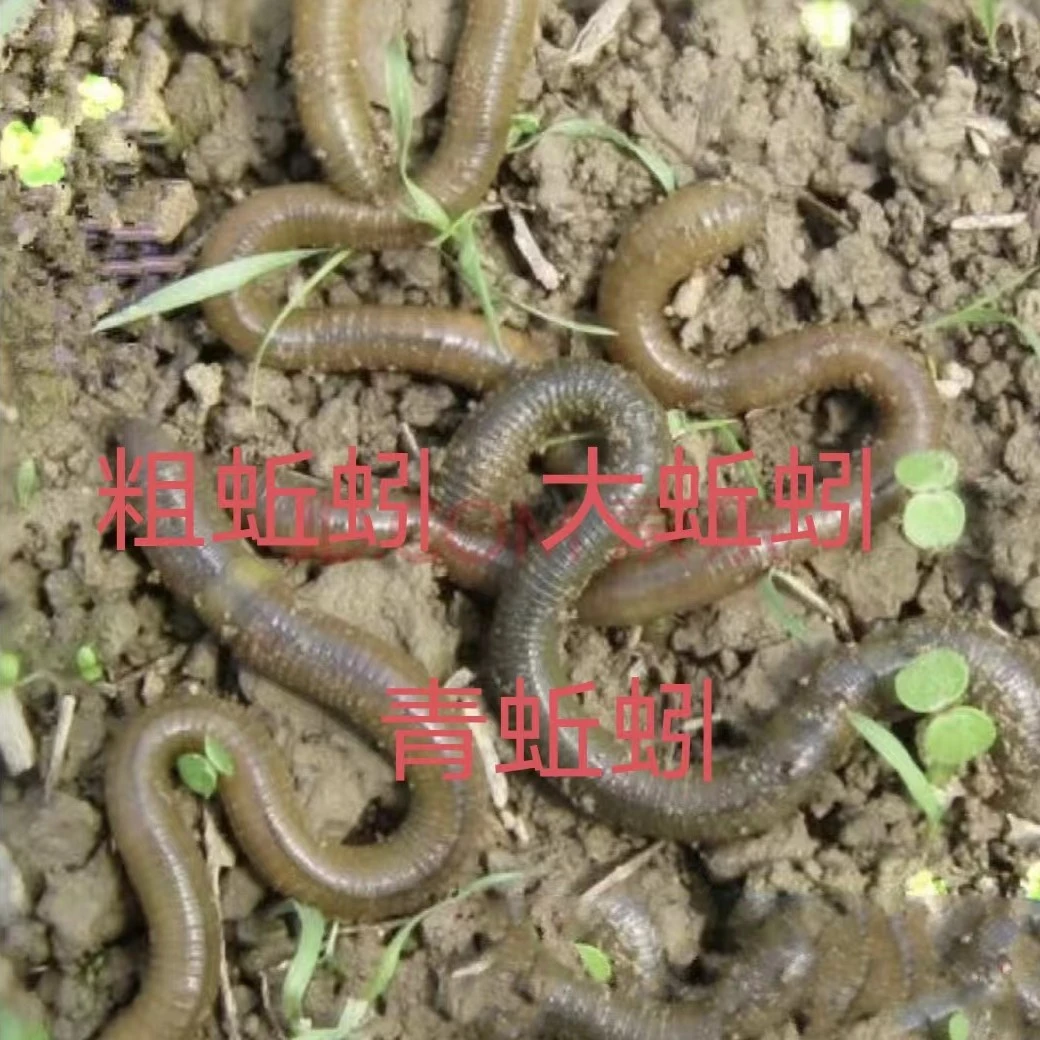 鲜活青蚯蚓黑蚯蚓特大号活饵用于钓黄鳝野钓钓鱼