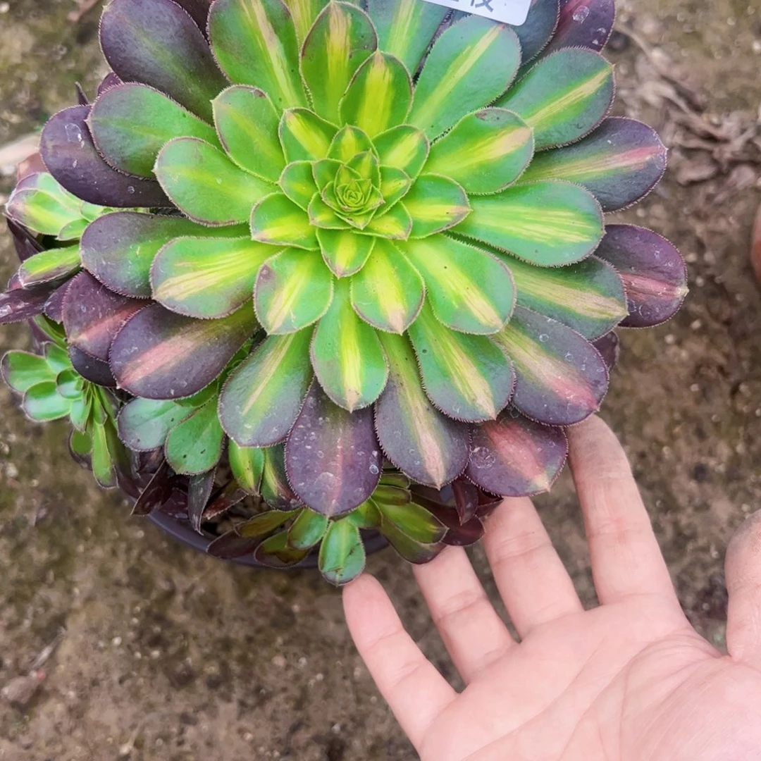 爱马仕中班多肉植物0755