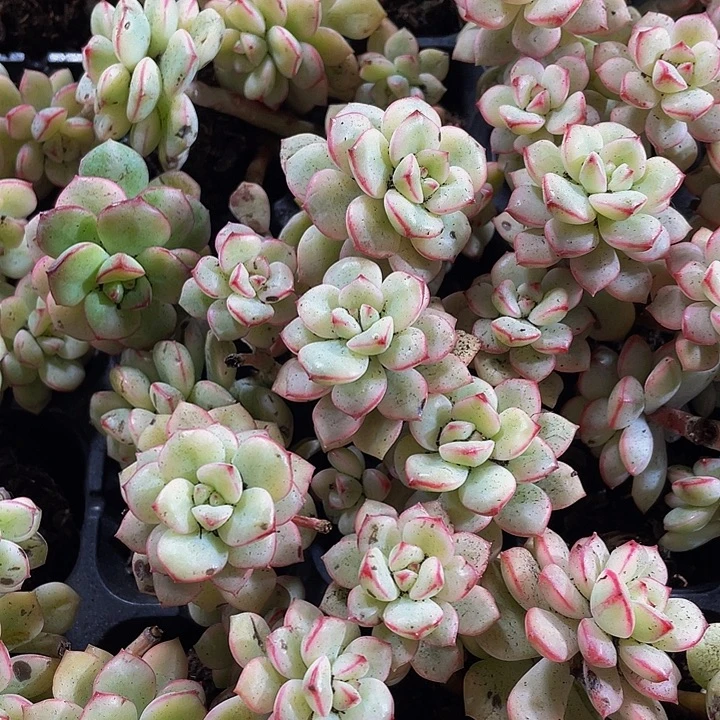 小探戈锦1.5带土发货