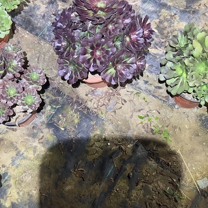 不包侧枝一物一拍98