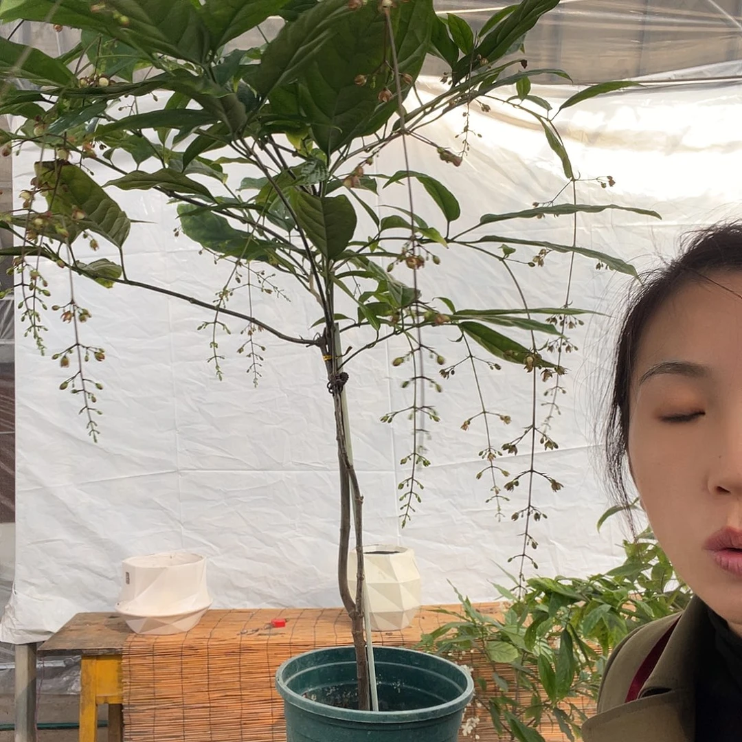 无花朵垂丝茉莉中颗一盆