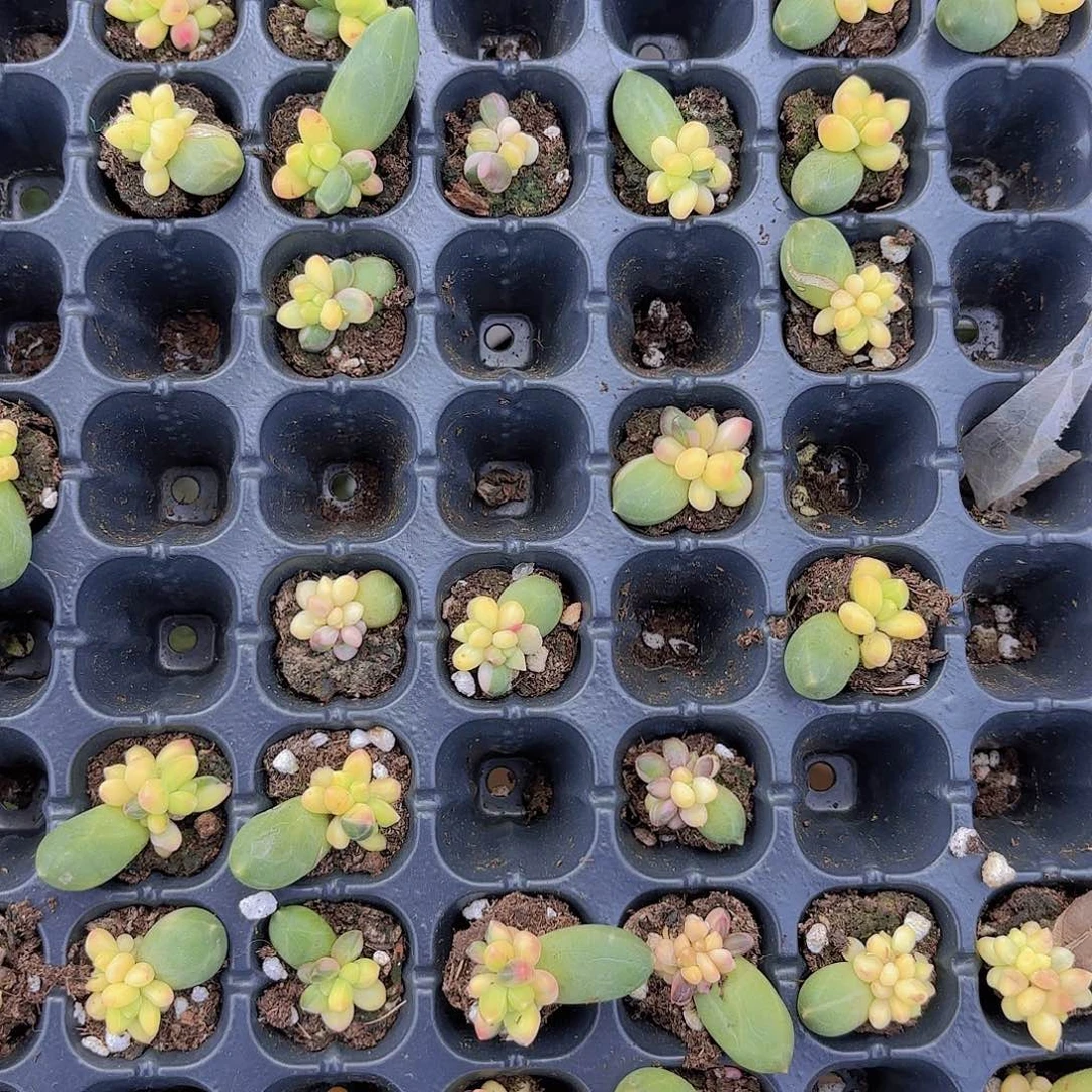 千代田锦一颗量拍