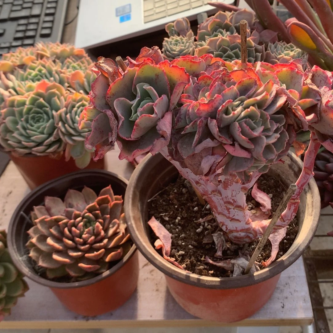 果**台包菜缀化➕石化多肉