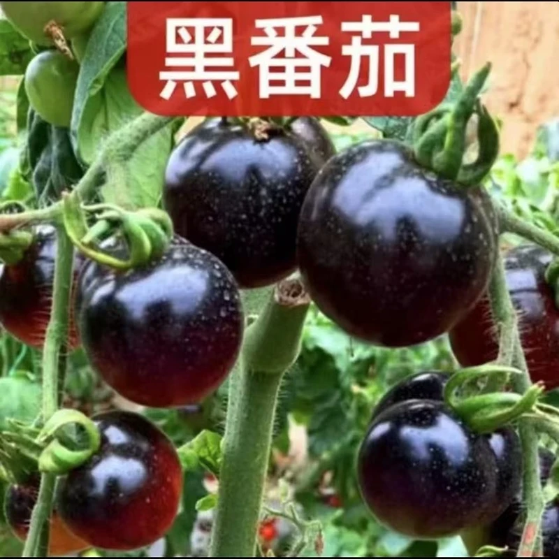 【黑珍珠小番茄种子】富含花青素超甜黑钻小西红柿盆栽庭院番茄种子