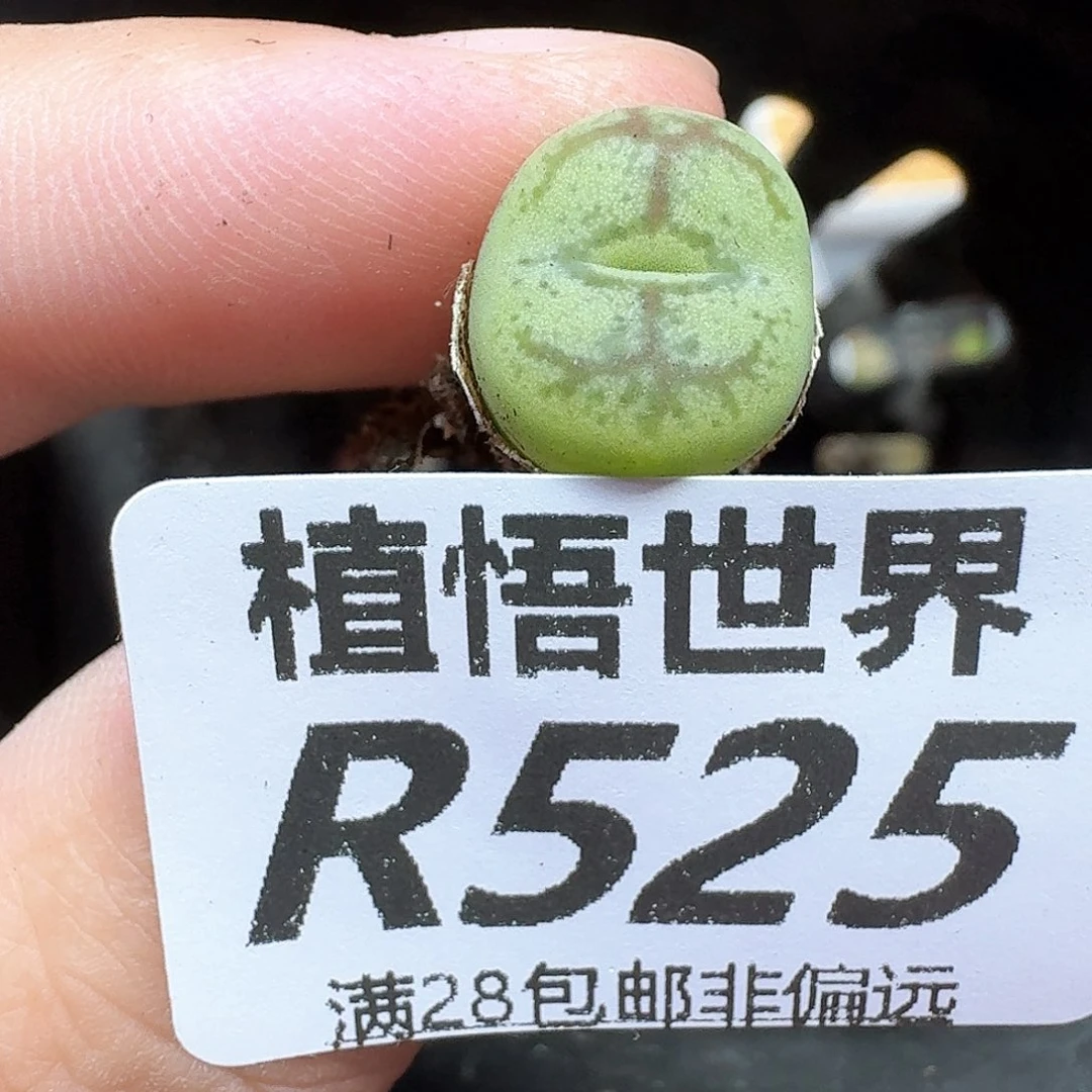 多肉植物的人生我的