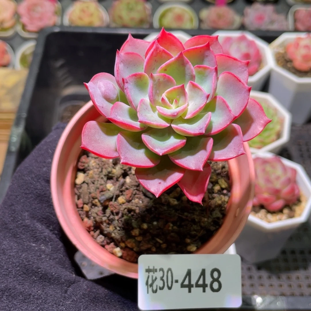 花利美30-448雨滴