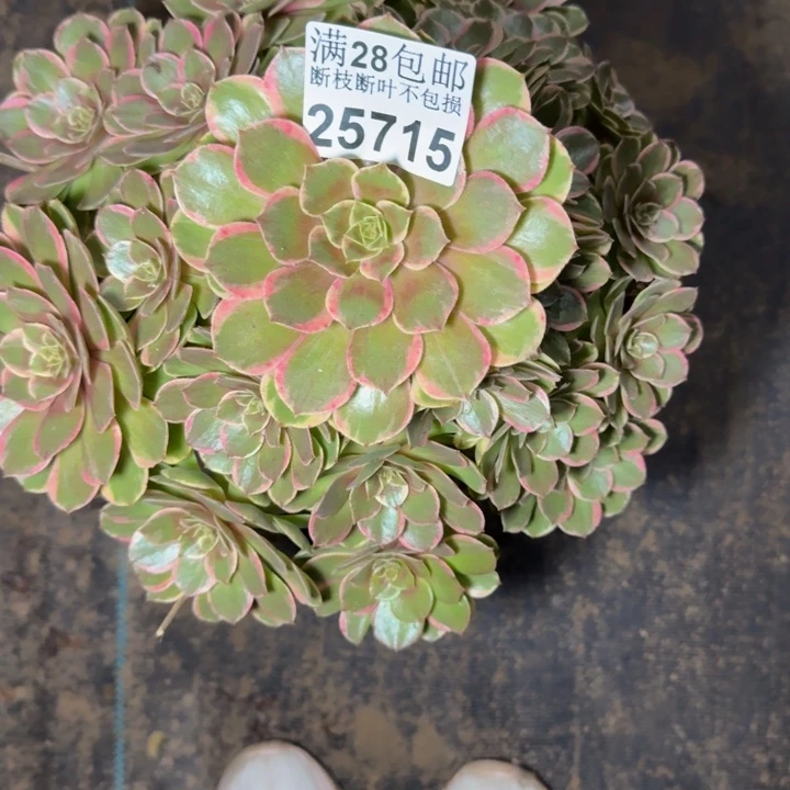 25715南花妖多肉植物