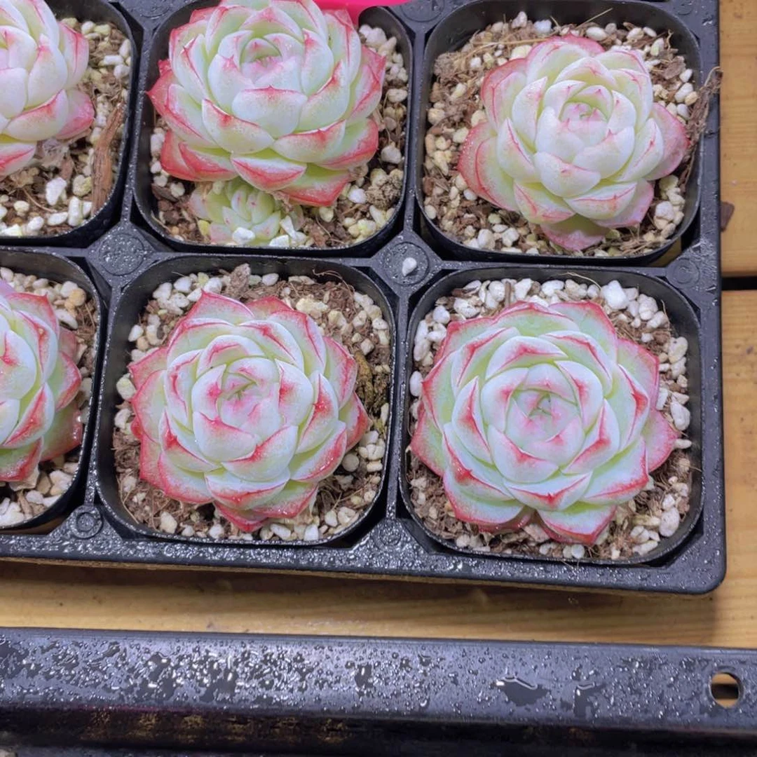 1248号 玫瑰花精品女王单头一个