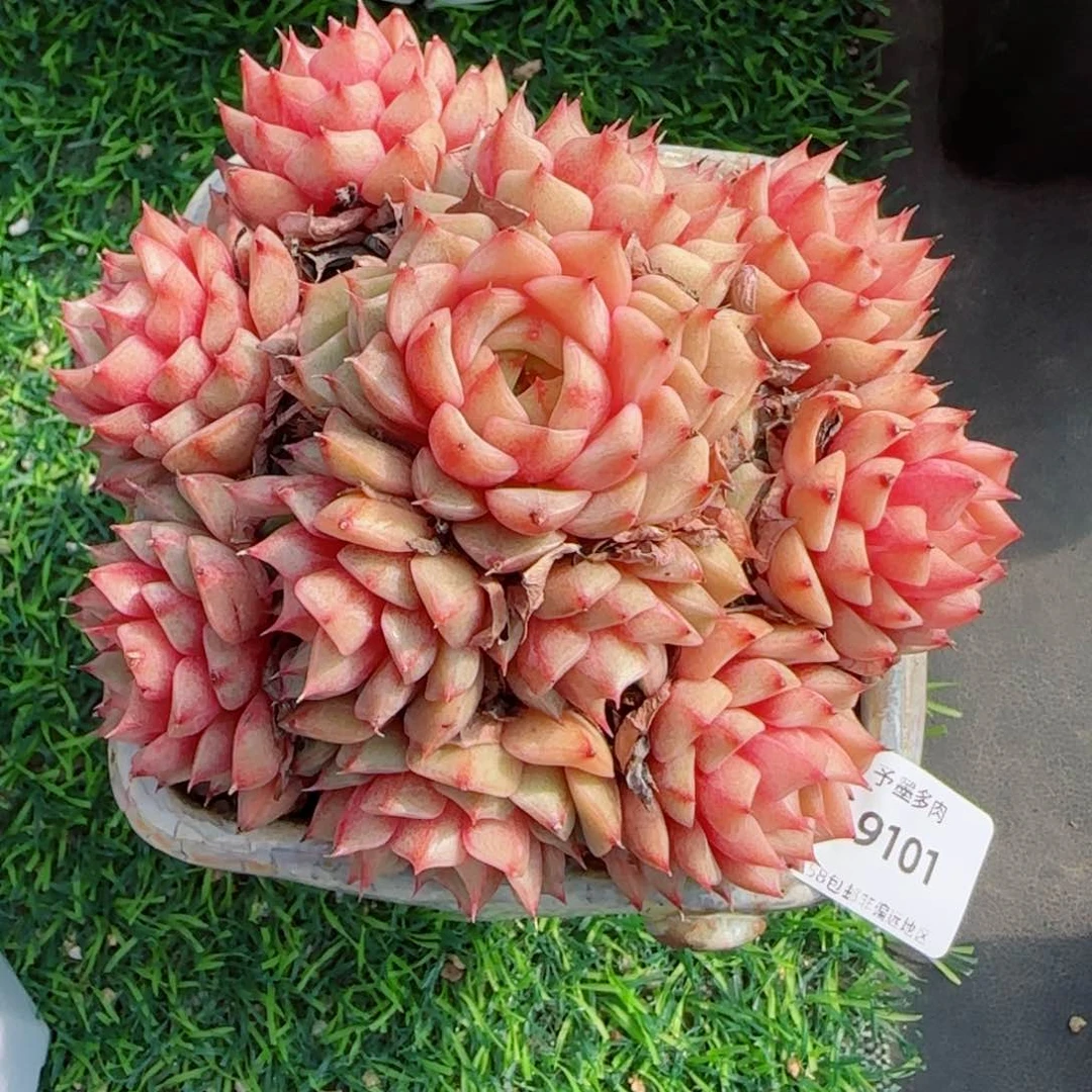 笨吧，9101多肉植物