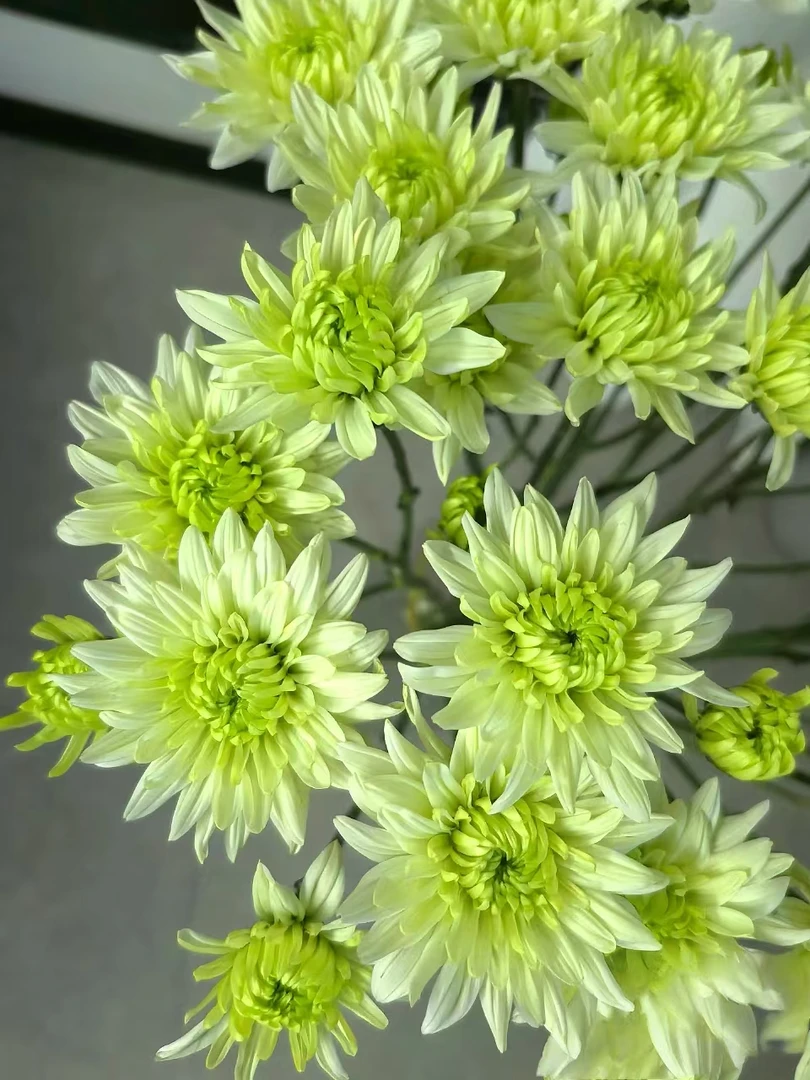 【顺丰发货】 绿提卡雏菊鲜花1-4单一个运费自选品种