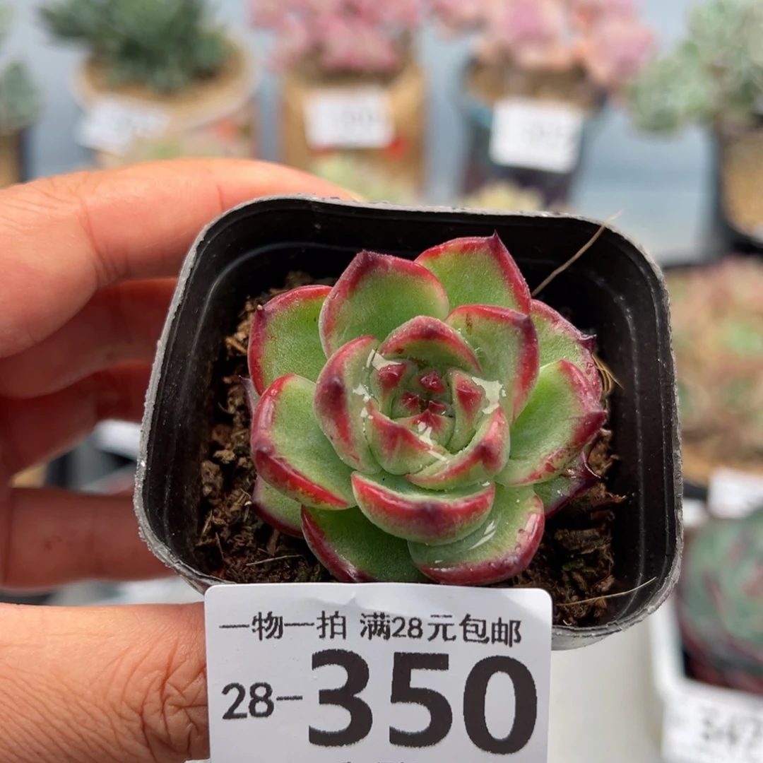 月亮石，多肉多肉多肉多肉