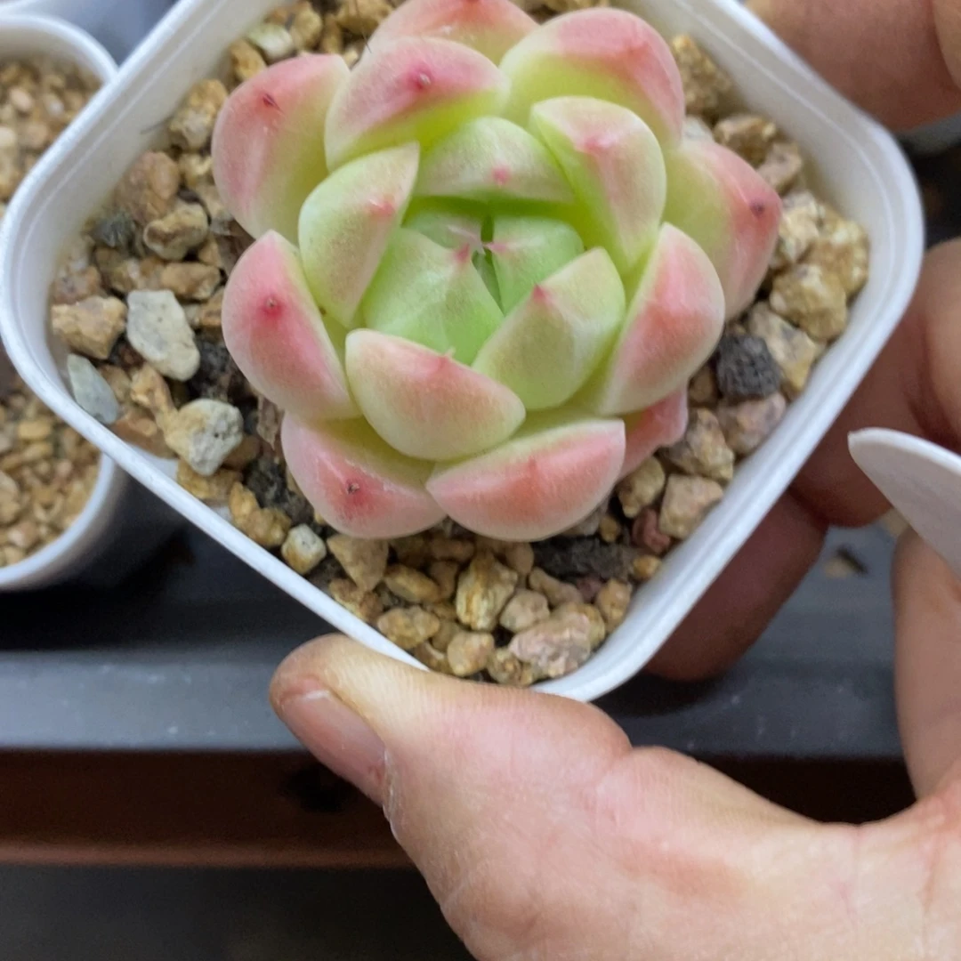 精品多肉一物拍不包整260