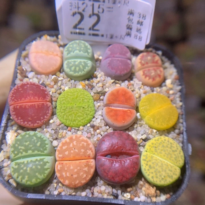 精品生石花215.22