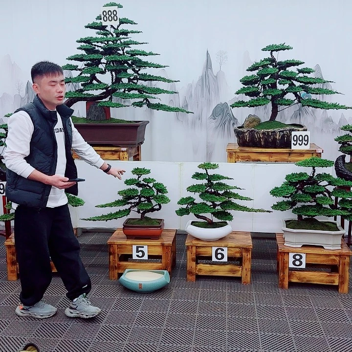 无花朵松柏盆景，一物一拍