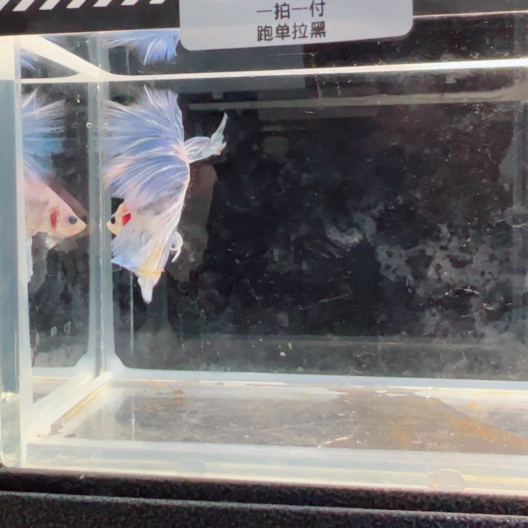 斗鱼浅色仙仙裙特殊尾