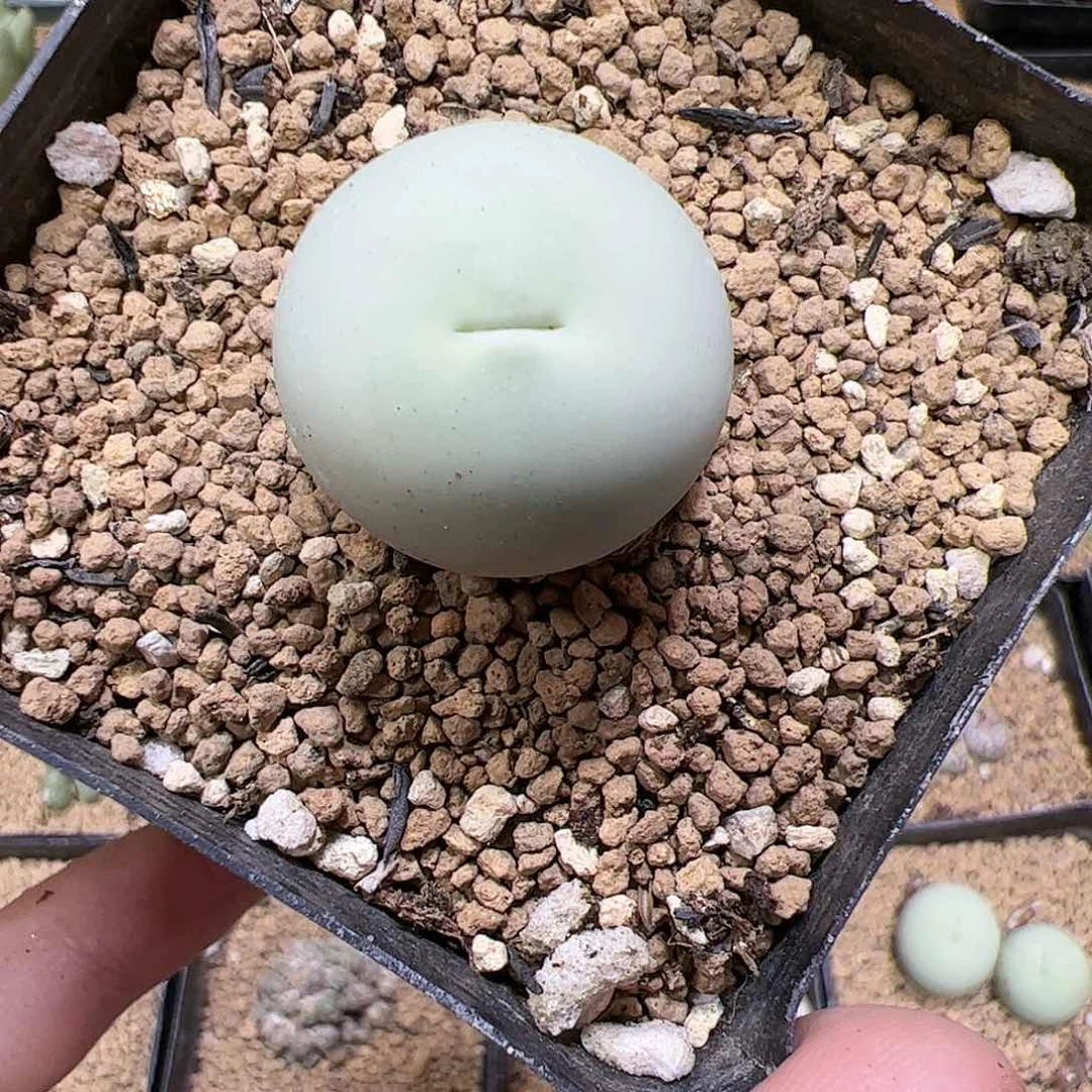 【闪购商品】206 鸽子蛋