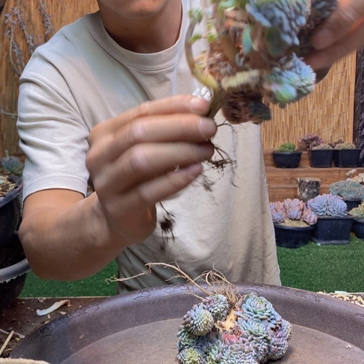 ღ***ঐ407 号白胖子多肉植物