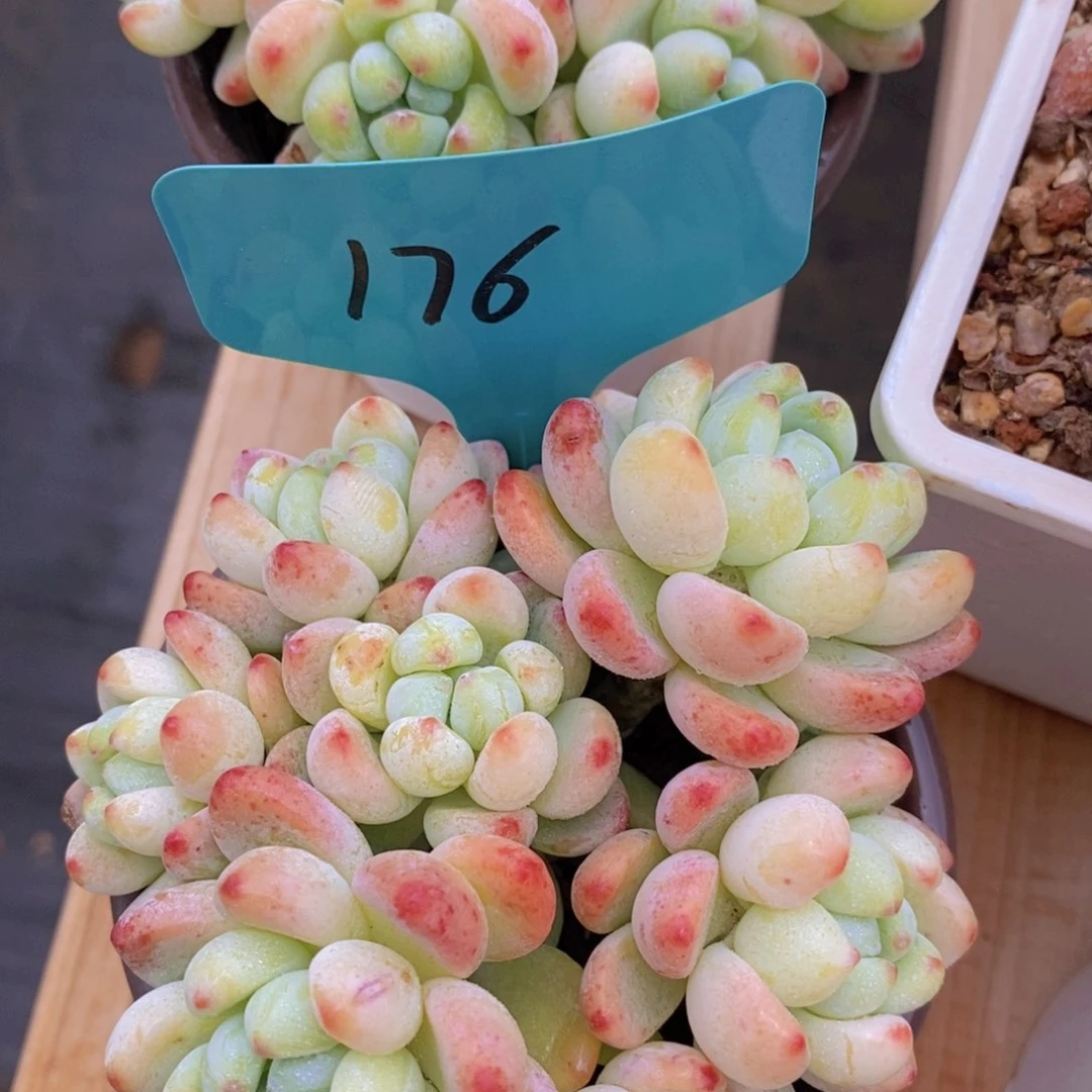 多肉植物，一物一拍，3单包邮