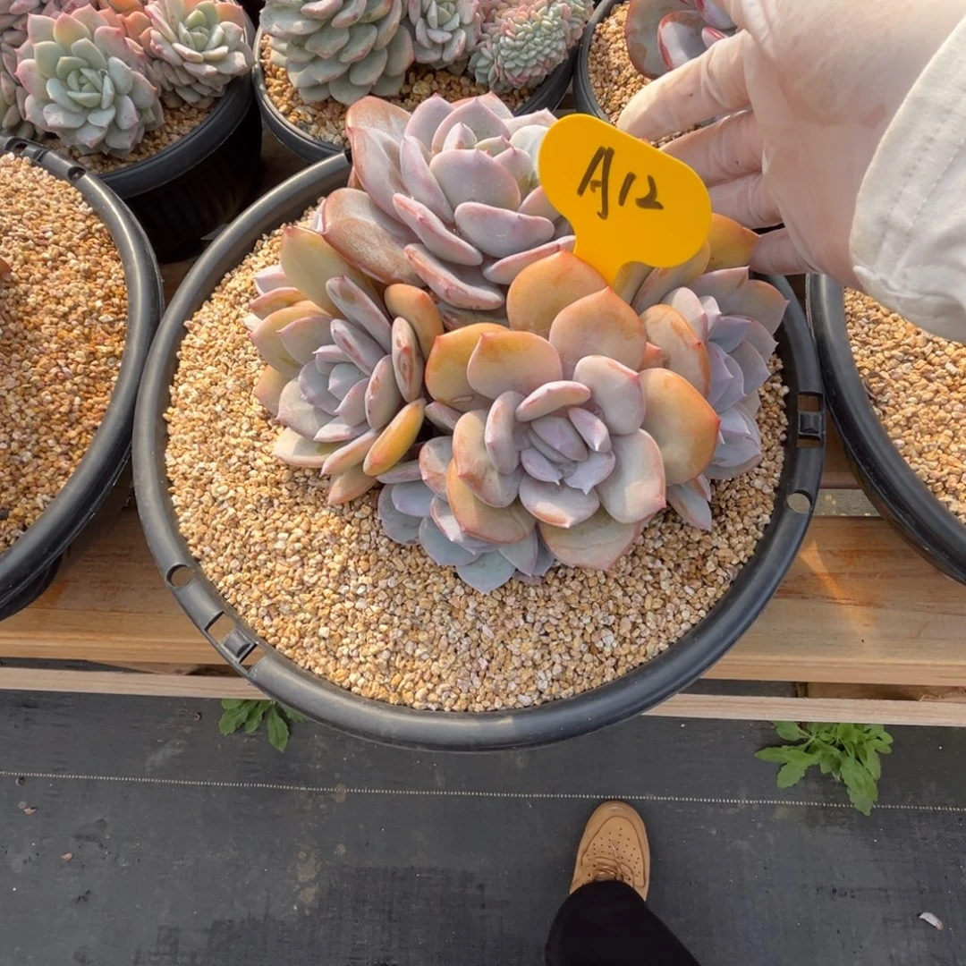 千***妖a12奶茶群生呀呀呀呀