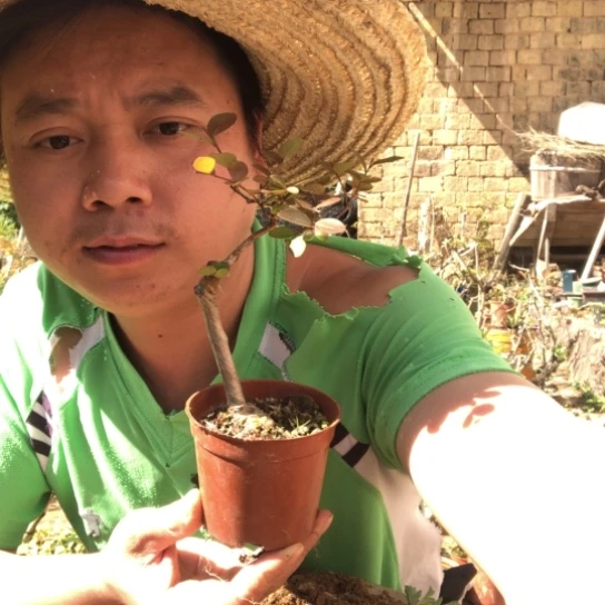 无花朵盆景盆栽植物（不包成活率，不退不换）