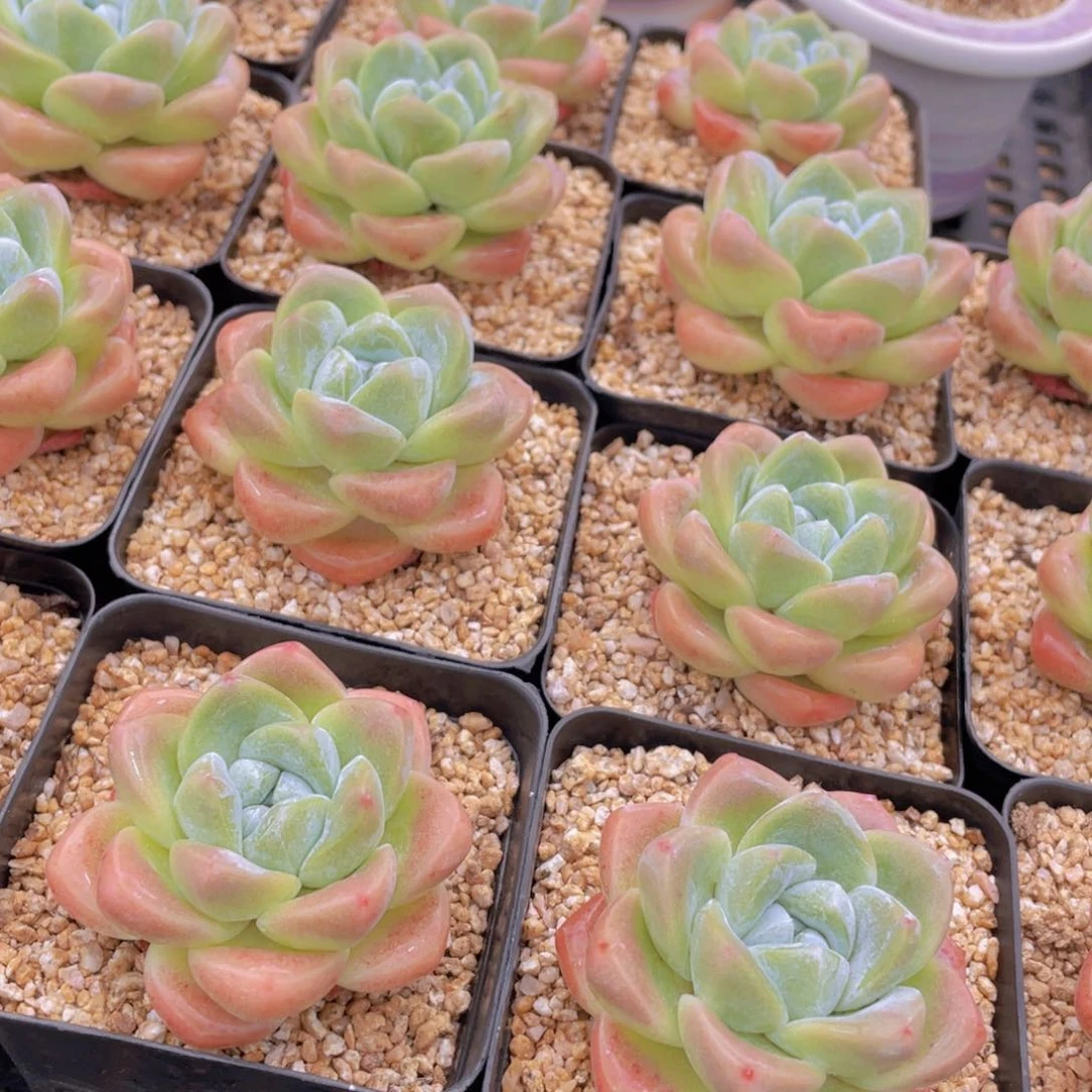 量拍2号 肥胖樱花钻石冰玉单头一个