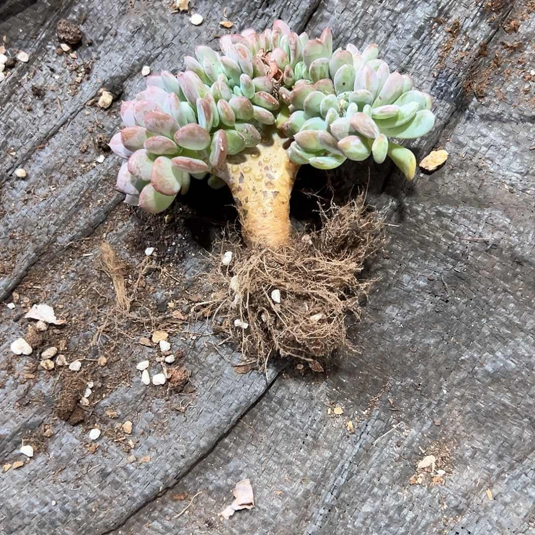 无*多肉植物一物一拍