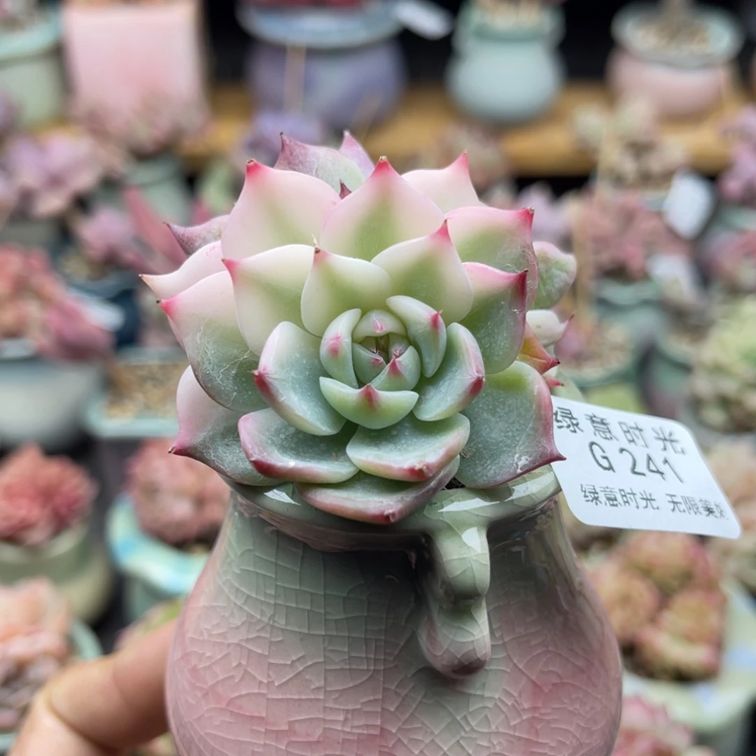 241 吉娃娃锦 带盆土发货 满28包邮