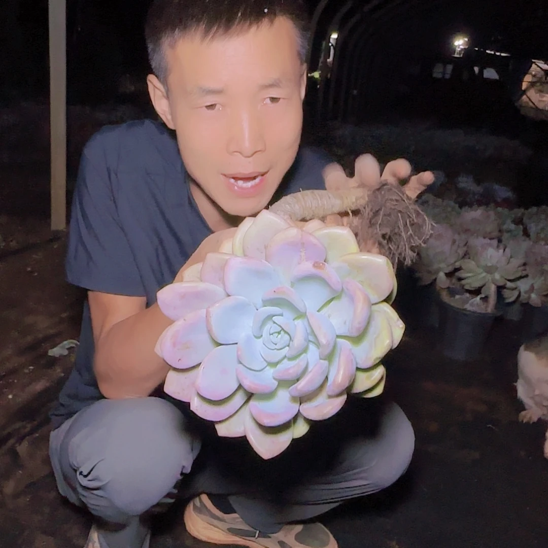 盆栽单头奥普多肉