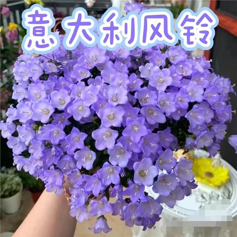 【意大利风铃】阳台小仙女盆栽花卉多年生四季常开室内盆栽植物