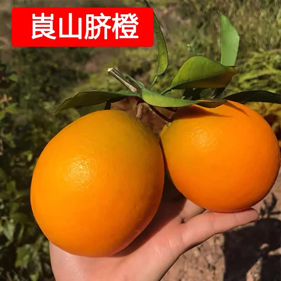 湖南崀山纽荷尔脐橙当季新鲜水果产地直发清甜多汁手剥橙子